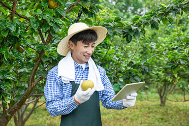 成都能用于水果銷售管理的系統(tǒng)有哪些？